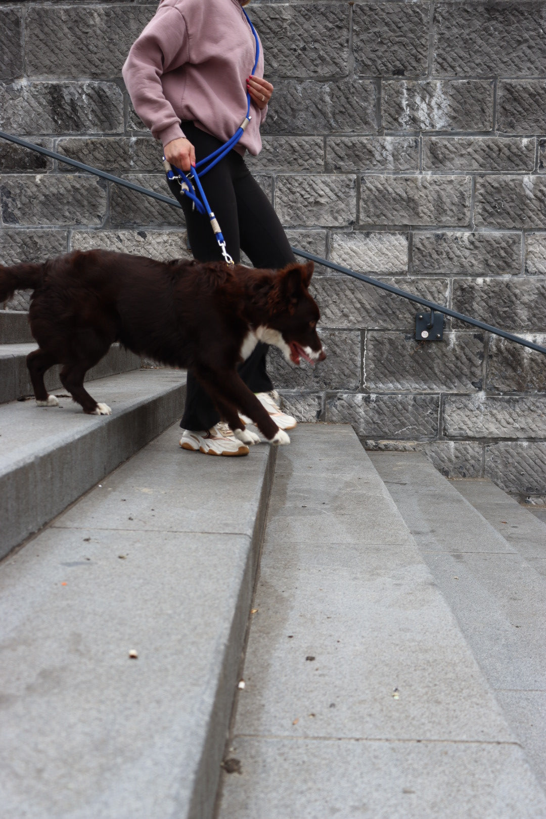 The Bubblegum Boogie Dog Leash