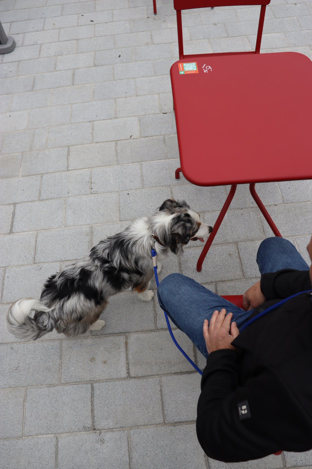 The Groove Dog Leash