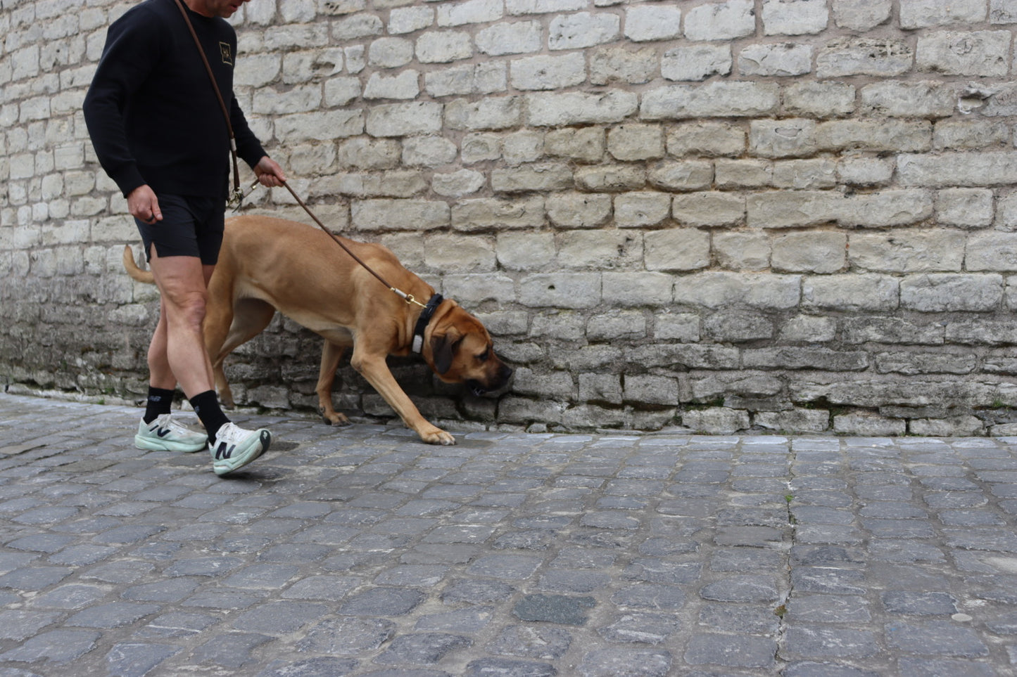 The Hazelnut Brown Dog Leash