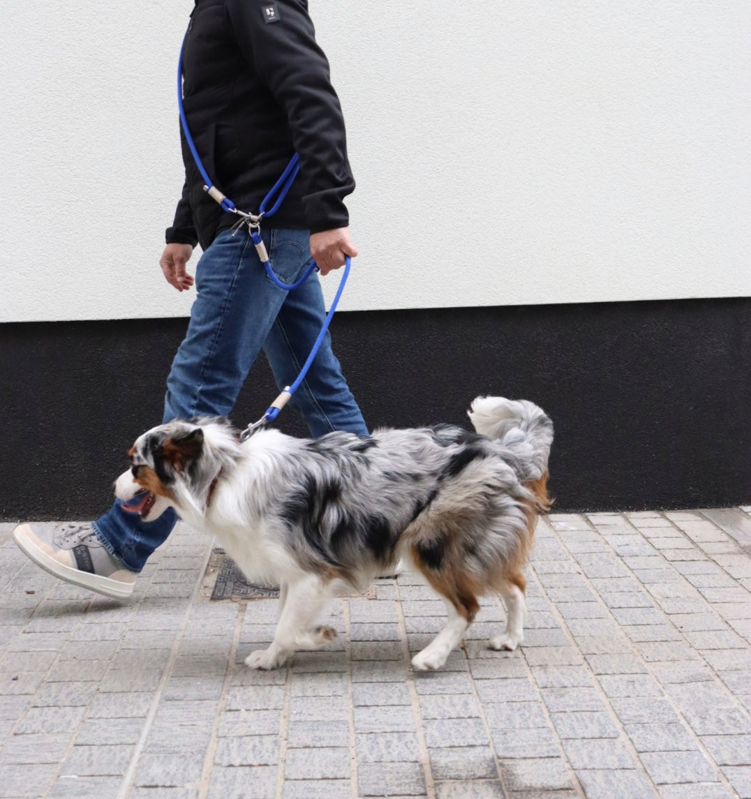 The Blue Chrome Funk Dog Leash